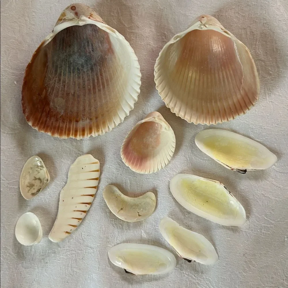 Sea Shells From Bahamas Florida Small Clams - Picture 2 of 8